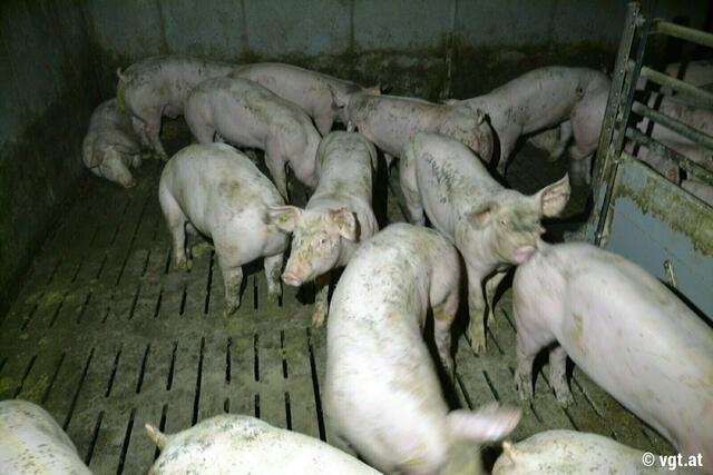 Tausende Schweinebauern in Niederösterreich sind von der Unsicherheit des Vollspaltenboden-Verbots betroffen. | Foto: VTG