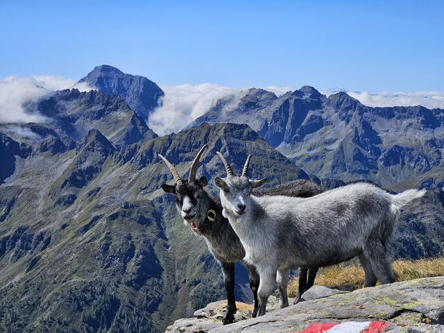 Ziegen auf der kleinen Wildstelle, am Weg zur Hochwildstelle, Seewigtal, Aich | Foto: Christian Hahn