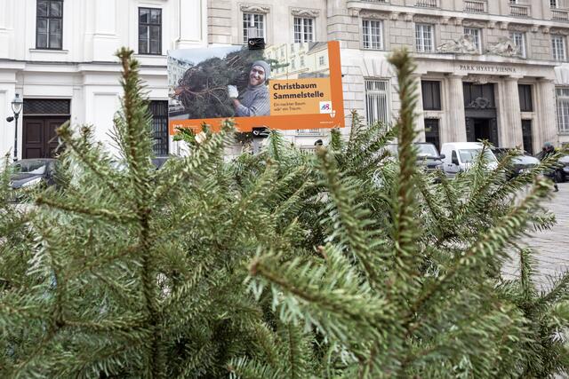 In Wien gibt es mehr als 580 Christbaum-Sammelstellen, wo man den Weihnachtsbaum entsorgen kann.  | Foto: Weingartner-Foto/picturedesk.com