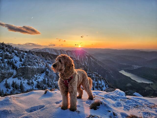 Hund posiert, auf der Scheibe, Abendsonne, Lunz am See | Foto: Christian Hahn