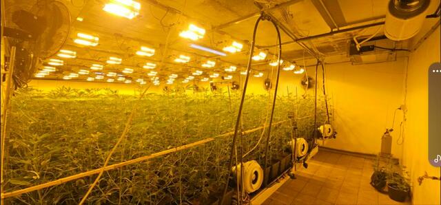 Cannabis-Indoorplantagen flogen in Mönichkirchen und St. Andrä-Wördern auf. | Foto: LPD NÖ