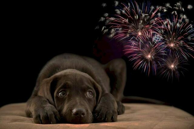 Besonders Tiere leiden an der lauten Knallerei zu Silvester | Foto: S.Lugo