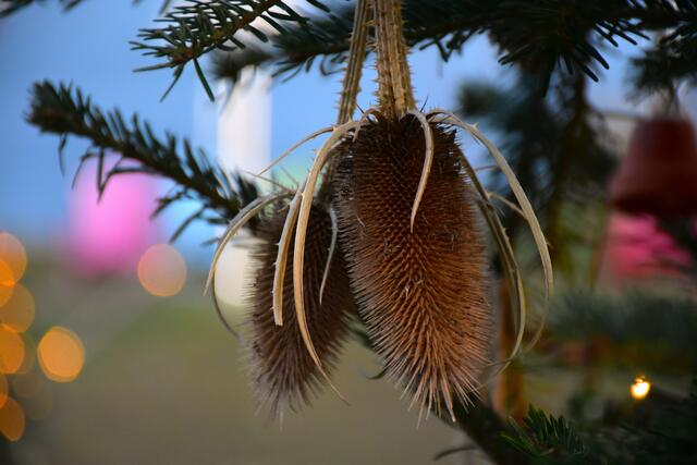Natürlicher Christbaumschmuck | Foto: Karmen Erhart