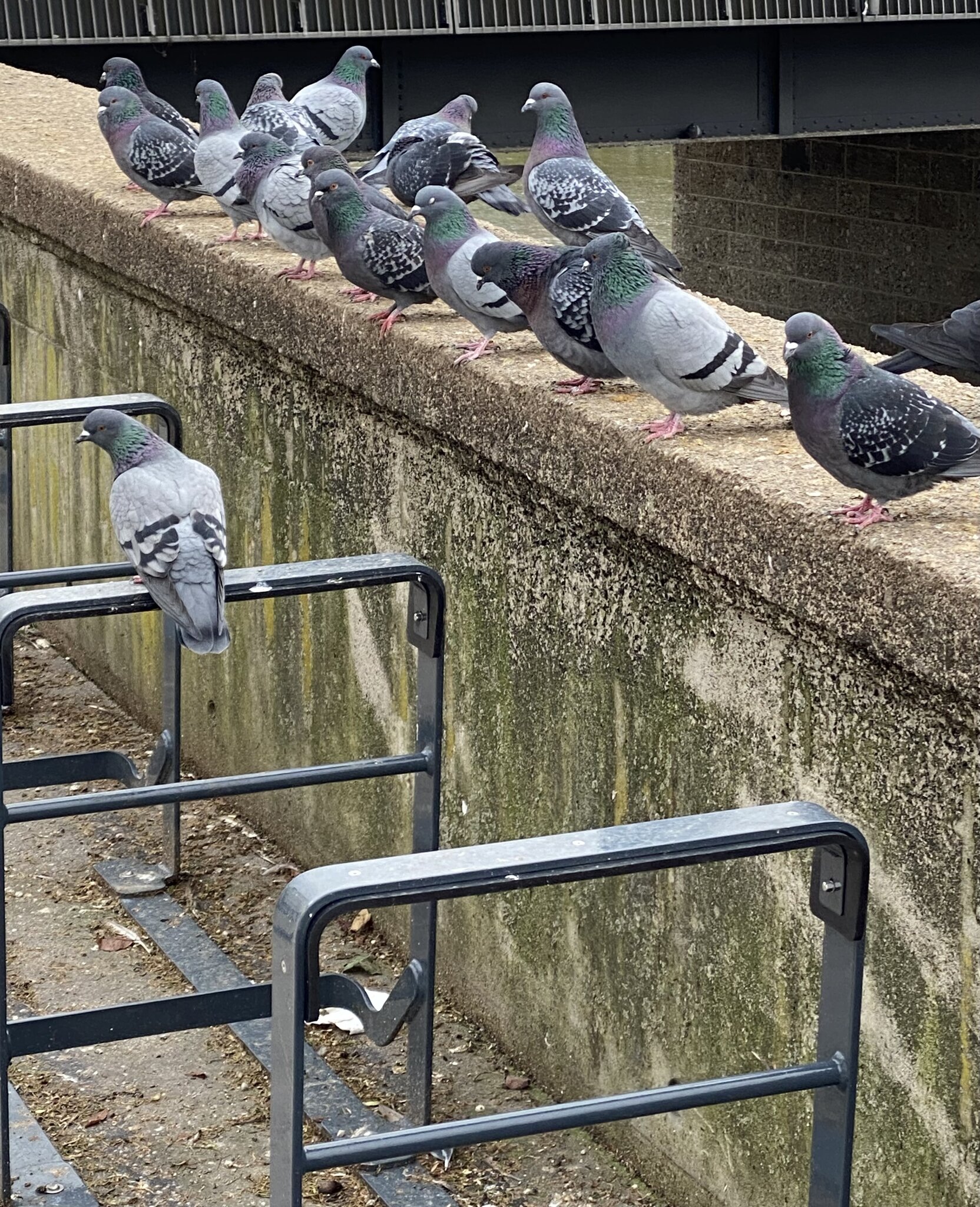 動物保護: 街頭鳩 – ザルツブルク市