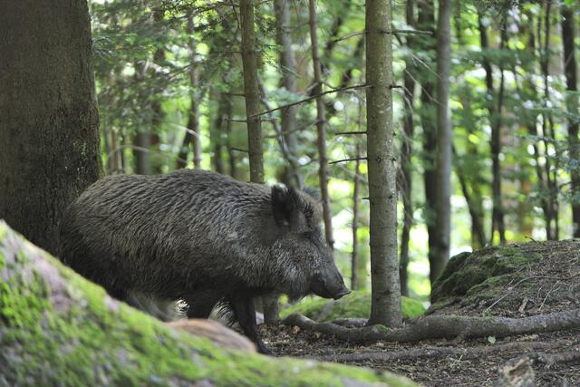 Die Staatsanwaltschaft prüft den Vorfall, bei dem ein Jäger ein Pony mit einem Wildschwein verwechselte. | Foto: Fotolia/Karin Jähne
