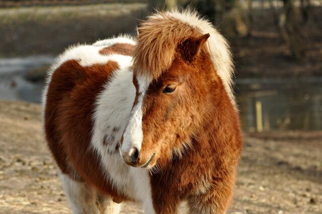 In Schwertfegen musste ein Pony eingeschläfert werden, nachdem es versehentlich getroffen wurde. | Foto: Symbolbild (Pixabay)