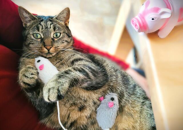 Lieber die Mäuse zusammenhalten oder doch das Glück über die Schulter schauen lassen? Regionautenkatze Baghira ist noch unschlüssig. | Foto: Eckhart Herbe