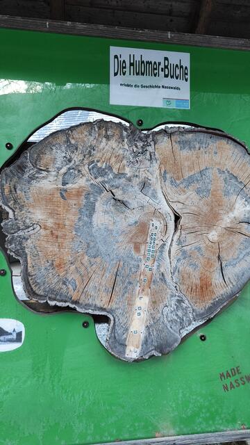 anhand der ,,Hubmer-Buche" werden auf einer Schautafel die historischen Ereignisse der Zeit beschrieben... | Foto: I.Wozonig