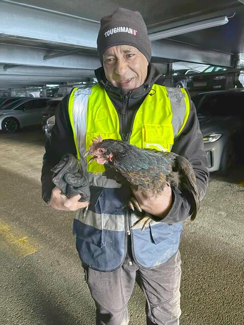 Skifahrer meldeten dem langjährigen Bergbahnmitarbeiter Zoran, dass ein Huhn in der Parkgarage Skigebiet Hochzillertal umherirrt und vermutlich auf der Suche nach dem warmen, heimischen Stall war.  | Foto: Zoom.Tirol