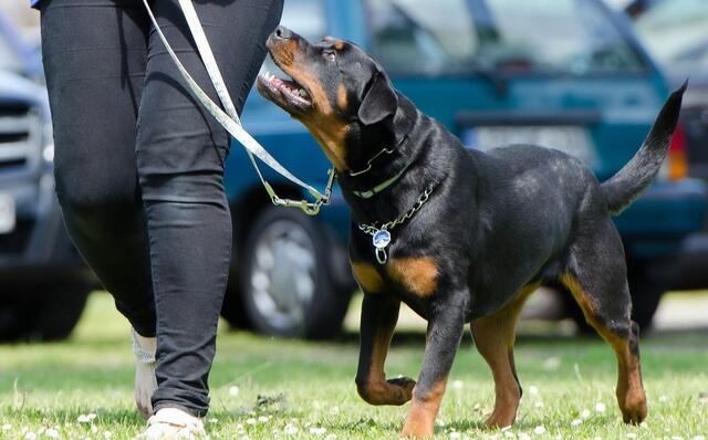 Eine Sechsjährige ist am Mittwoch in Kirchberg ob der Donau (Bezirk Rohrbach) vom Rottweiler ihres Nachbarn angefallen und schwer verletzt worden. | Foto: pixabay.com