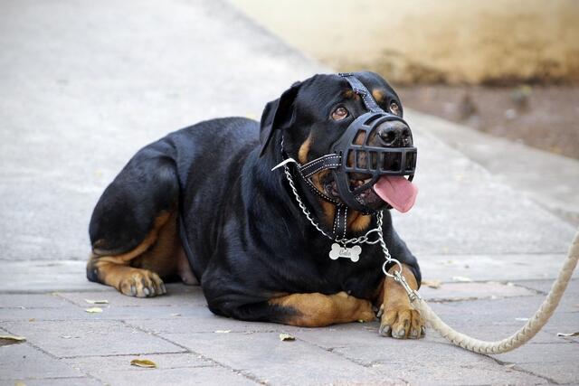 Nachdem ein Mädchen in Kirchberg von einem Rottweiler angegriffen wurde, gibt der Hundebesitzer den Vierbeiner nun schweren Herzens, aber freiwillig ab. | Foto: Pixabay/Symbolbild