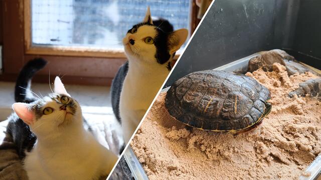 Wird 2025 das Jahr für Sonic, Natty und Sammy? | Foto: Tierschutzverein Tirol