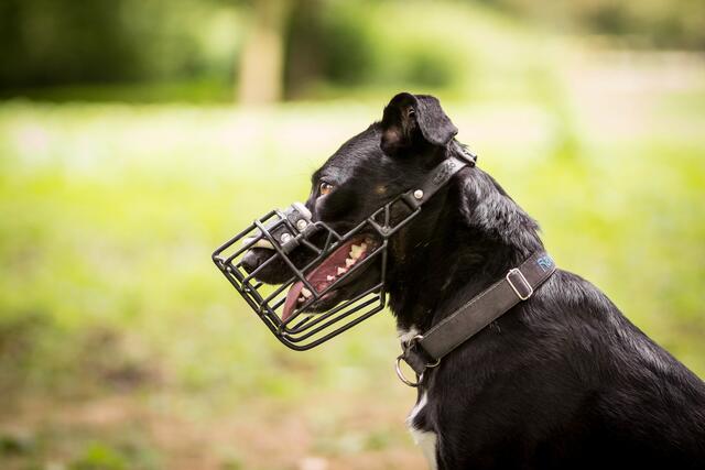 "Das Problem wie auch die Lösung liegen so gut wie nie am Hund, sondern am anderen Ende der Leine: Hunde sind Spiegel unserer selbst!", betonte Hundetrainer Georg Resch. | Foto: AdrianaJaworska/PantherMedia