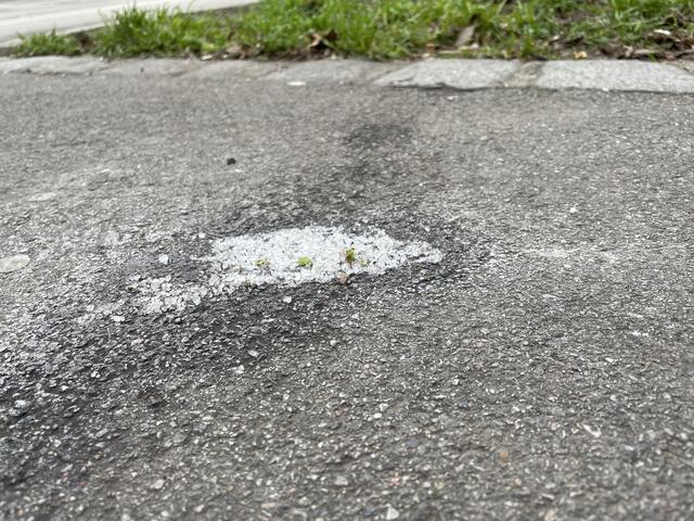 Salz neben Wiener Bäumen und Grünflächen sorgte bereits in der Vergangenheit für Aufsehen bei Naturschützern. Am Donnerstag verschärfen die Wiener Grünen ihre Kritik. (Symbolfoto) | Foto: Johannes Reiterits