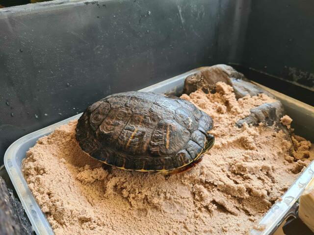 Sammy, die Schildkröte | Foto: Tierschutzverein Tirol
