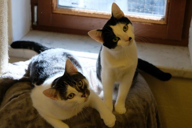 Sonic &amp; Natty warten im Tierheim Wörgl auf ein neues Zuhause | Foto: Tierschutzverein Tirol