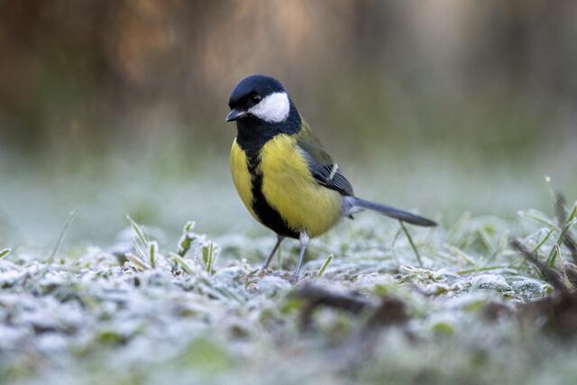 9.160 Kohlmeisen wurden letztes Jahr in Wien beobachtet. | Foto: Birdlife/Klimacek