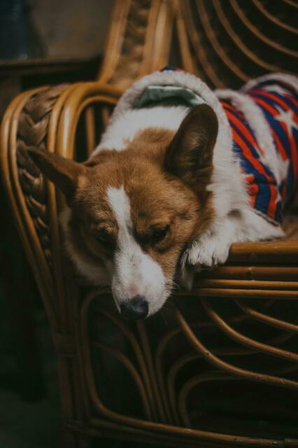 Aus für das Corgi Café in Wien. (Symbolbild) | Foto: Pexels/Sheep.