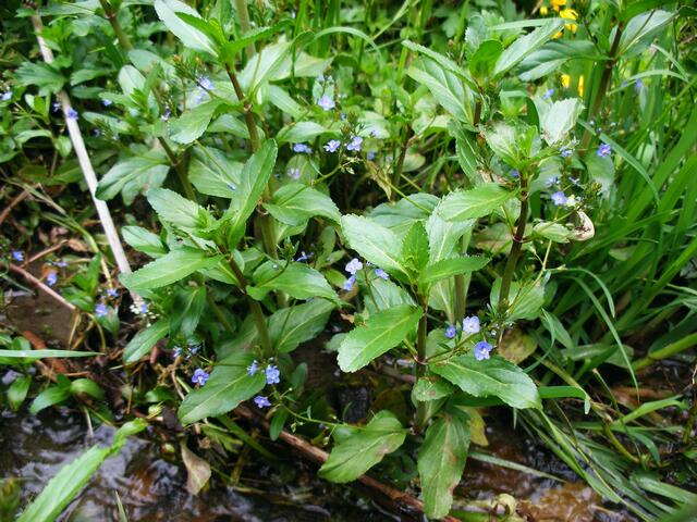 Die Bachbunge (Veronica beccabunga) ist nicht nur eine Vitamin-C-Bombe mit vielen wertvollen sekundären Pflanzenstoffen, sondern auch eines der ersten Kräuter, die man in unserer Region ernten kann. | Foto: Maria Haberl