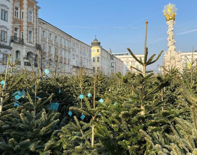 Rund 800 unverkaufte Christbäume aus Oberösterreich sorgen ab Mitte Jänner für ein einzigartiges Bild am Hauptplatz.  | Foto: Stadt Linz