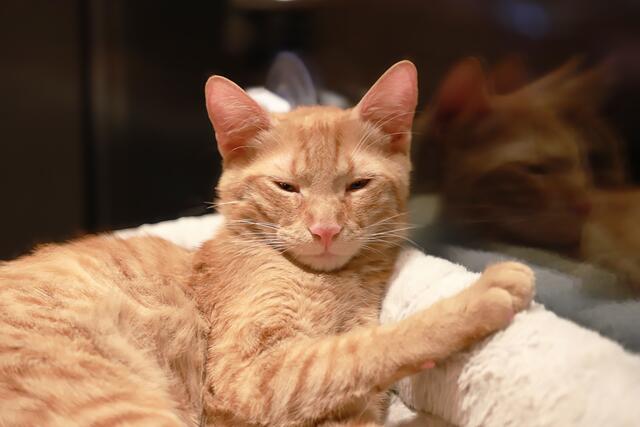 Foto: Katzencafe Das House Cafe Bar Wien 6.Bezirk
