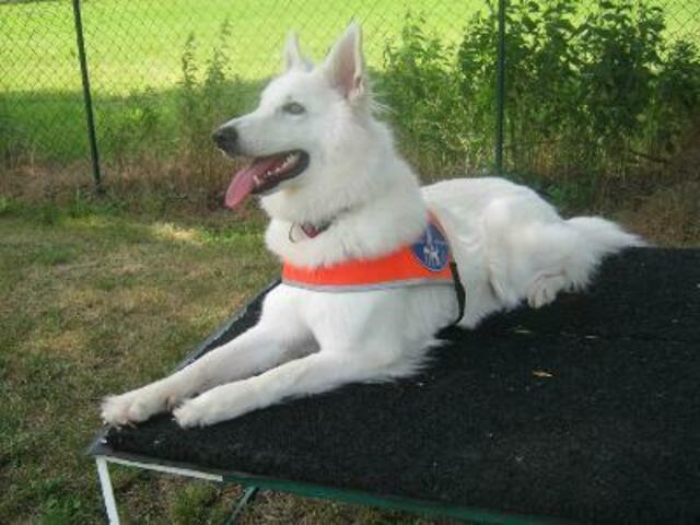 Nitika auf dem Weg zum Blindenführhund | Foto: Eigentümer Sabine Kleist und nicht Facebook