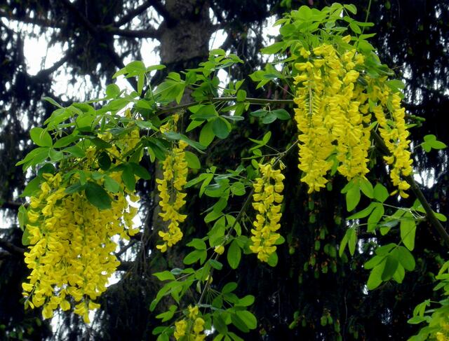 Vier Hortkinder nahmen unter anderem Samen des giftigen Goldregenstrauchs in den Mund, drei davon spukten diese wieder aus, einer schluckte jedoch insgesamt vier Samen. (Symbolfoto) | Foto: MeinBezirk