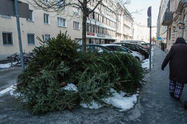 Das Abfallservice der Stadt Salzburg holt die ausgedienten Christbäume ab kommender Woche kostenlos ab. Seit einigen Jahren wird aus den alten Bäumen Kompost gemacht. | Foto: Stadt Salzburg / Jakob Knoll