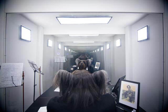 Ein Skye-Terrier schlüpft in die Rolle von Johann Strauss. | Foto: Tom Weilguny