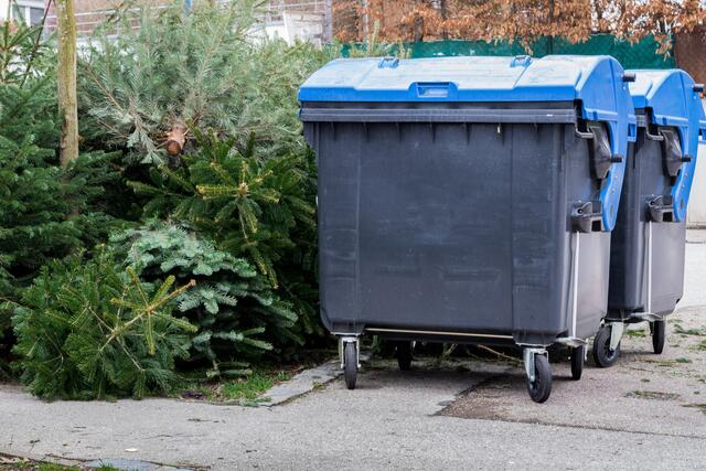 Wichtig ist es, sämtlichen Christbaumschmuck und Lametta zu entfernen. (Symbolfoto) | Foto: stock.adobe.com/at/Michael Eichhammer