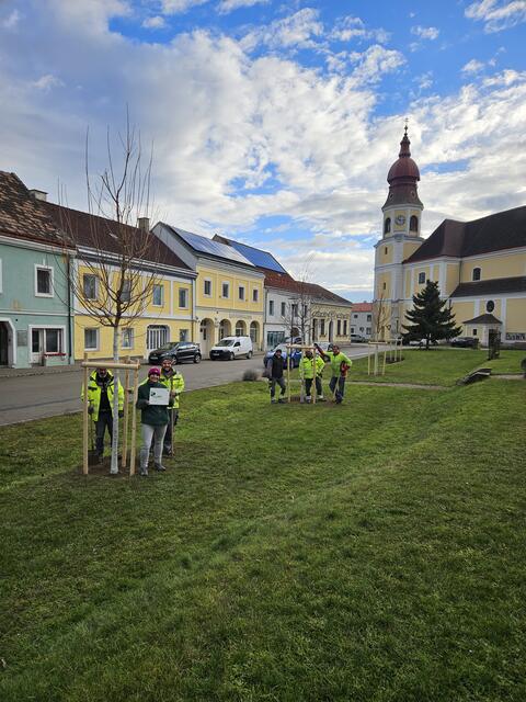 Bauhofmitarbeiter setzten insgesamt acht Bäume auf der Grünfläche des Göllersdorfer Hauptplatzes. | Foto: Klar! Göllersbach