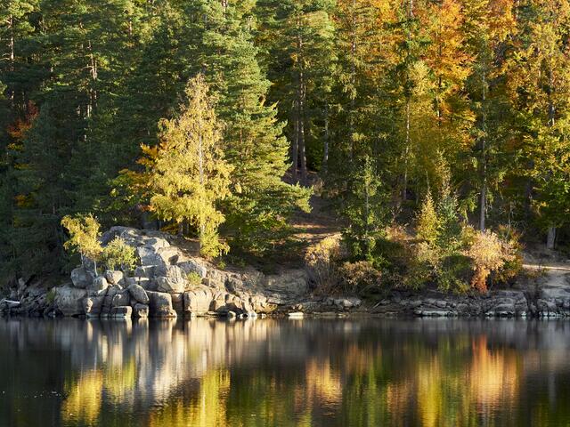 Herbst, Stausee Ottenstein, Wald, Blätterverfärbung | Foto: Waldviertel Tourismus, Peter Podpera