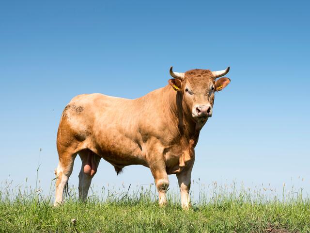 Der entlaufene Stier ließ sich nicht beruhigen und wurde von einem Jäger erschossen. (Archivbild) | Foto: stock.adobe.com/ahavelaar