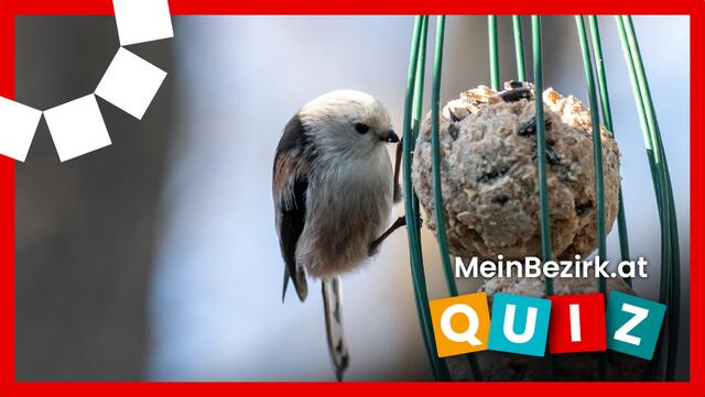 In Tirol leben bis zu 2,9 Millionen Brutvogelpaare. Rund 180 verschiedenen Vogelarten finden sich in Tirols Gebirgen, Berg- oder Auwäldern. | Foto: MeinBezirk Tirol/Sylvia Marchart