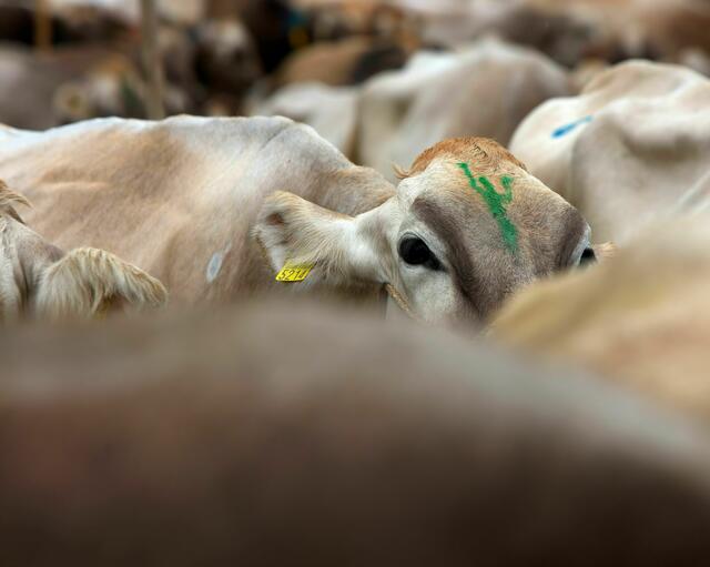 In Wenns kam es am  Dienstag am Nachmittag zu einem Stallbrand, verursacht durch eine defekte Kabeltrommel. Ein Rind starb, fünf weitere konnten gerettet werden. Die Feuerwehr konnte die Flammen löschen, bevor sie sich weiter ausbreiteten. | Foto: Ricardo Gomez Angel/Unsplash (Symbolbild)