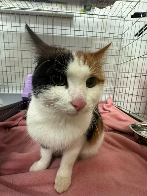 Einfach im Karton ausgesetzt: Hausbewohner finden zwei Katzen in einem Karton vor ihrer Haustüre in Wels-Pernau. | Foto: Tierhilfe Gusental