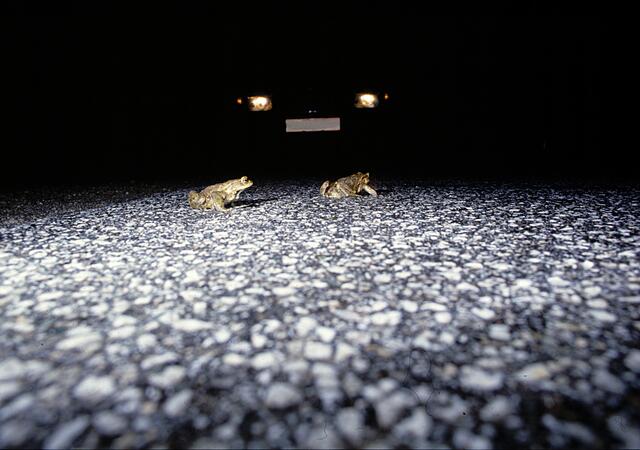 Wenn die Temperaturen milder werden, erwacht der Springfrosch, gefolgt von Grasfrosch und Erdkröte, als Erstes aus seiner Winterruhe. | Foto: Robert Hofrichter