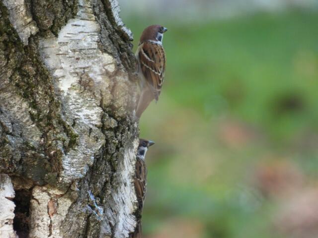 Das verdutzte Spatzenpärchen ist enttäuscht, dass die auserkorene Birkenvilla bereits reserviert ist...  | Foto: Zuzana Kobesova 2025