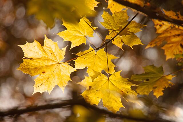 zum Thema: Herbstlaub | Foto: Nestler Andrea