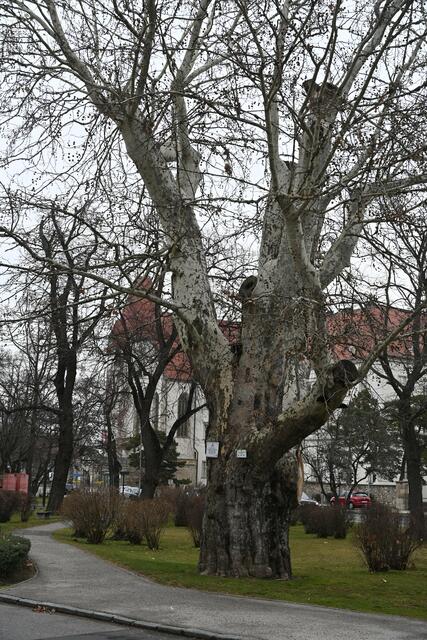 Naturdenkmal Platane