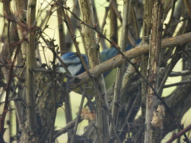 Eine Blaumeise entdeckte eine von mir in Dornstrauch eingeklemmt Walnuss. | Foto: Zuzana Kobesova 2025