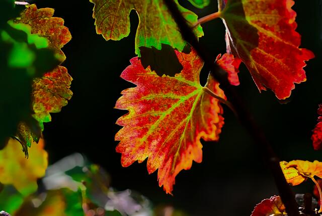 zum Thema: Herbstlaub | Foto: Dahmen Michael