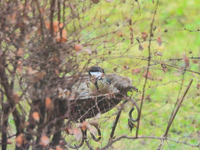 Eine Kohlmeise genießt ihr Bad im kühlen Wasser. | Foto: Zuzana Kobesova 2025