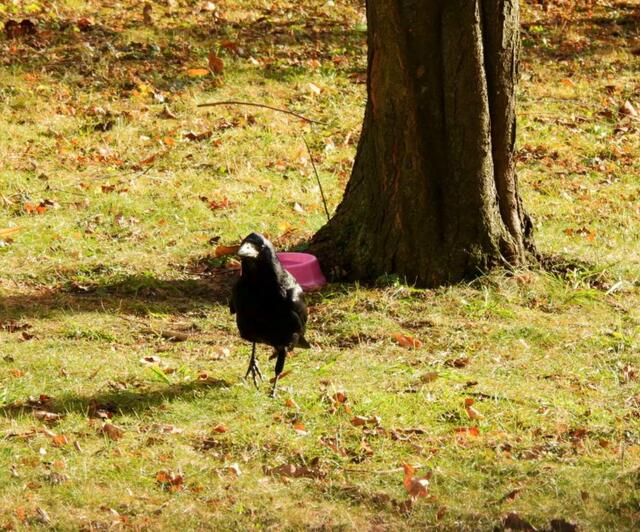 Auch Saatkrähen schätzen die Wasserquelle | Foto: Zuzana Kobesova 2025
