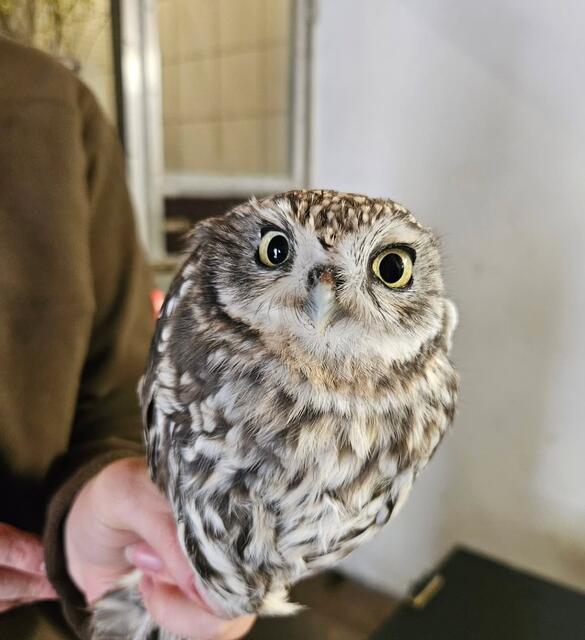 Seit Ende letzten Jahres leben zwei Steinkäuze im Zoo. | Foto: Alpenzoo Innsbruck