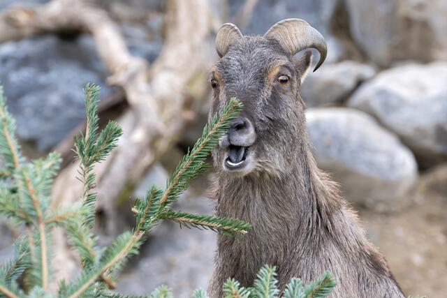 Himalaya Tahre sind reine Pflanzenfresser.  | Foto: Daniel Zupanc