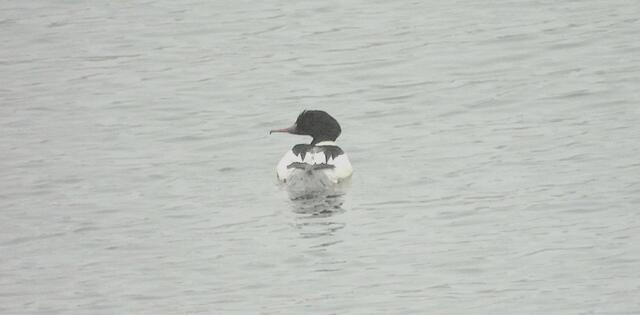 Ein Gänsesäger von der nebligen Donauinsel | Foto: Zuzana Kobesova 2025