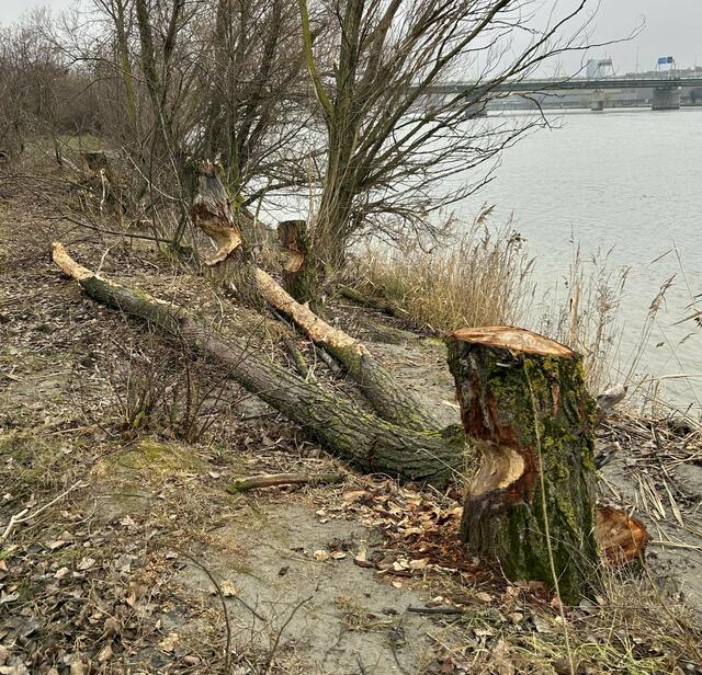Einem Wiener sind Biberschäden auf der Donauinsel aufgefallen. Von der ersten Baumreihe am Ufer sei nicht mehr viel übrig. Die Stadt gibt Entwarnung. | Foto: Bagel Babo