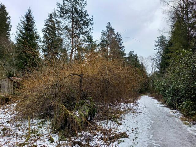 Ein eisiger Weg... | Foto: H. Bachinger