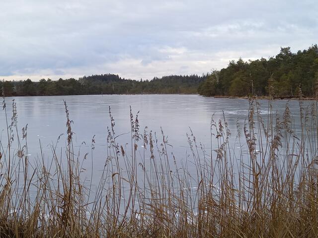 Der Moorsee ist zu gefroren... | Foto: H. Bachinger